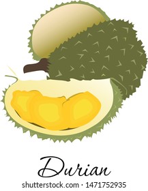 Exotic tropical durian fruit vector illustration. Whole and durio slice cut along with fresh juicy unusual tasty pulp for label, packaging sticker, grocery shop tag. Isolated on white