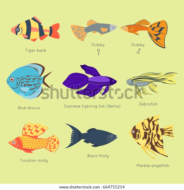 different types of tropical fish