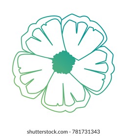 exotic and tropical flower
