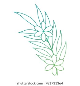 exotic and tropical flower