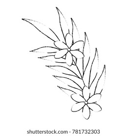exotic and tropical flower