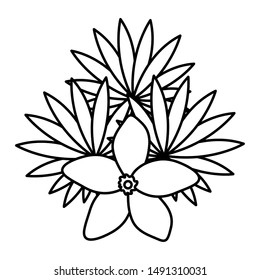 exotic and tropical flower with leafs garden