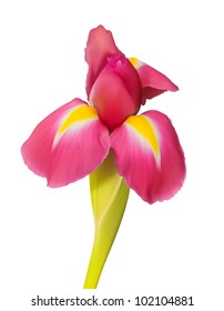 exotic tropical flower vector art
