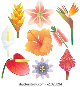 Exotic tropical flowers collection