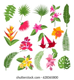 Exotic tropical flowers and leaves. Vector illustrations of plants