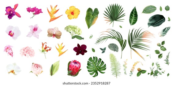 Exotic tropical flowers, orchid, strelitzia, pink medinilla, protea, palm, monstera, calathea leaves vector design big set. Jungle forest wedding floral design. Island greenery. Isolated and editable svg