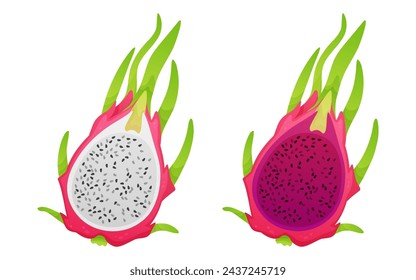 Exotic tropical fruits, half of white, pink pitahaya, dragon fruit isolated on white background. Gradient. Vector illustration for postcard, banner, web, adv, design, arts