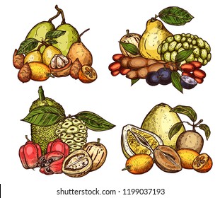 Exotic tropical fruits harvest. Vector sketch of pomelo citrus, jackfruit or tamarind and salak or ackee apple, organic sapodilla, ambarella or pepino, jabuticaba fruits and kumquat