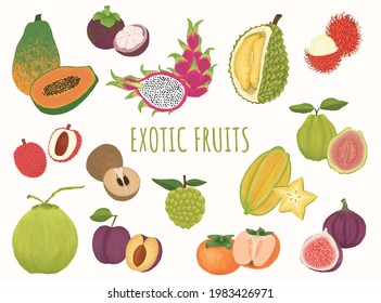Exotic Tropical fruits illustration collections