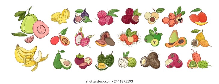 Conjunto de frutas tropicales exóticas. Comida fresca de verano madura natural. Guayaba, plátano, carambola, durión e higos en un estilo realista y detallado. Ilustraciones vectoriales gráficas dibujadas a mano aisladas sobre fondo blanco