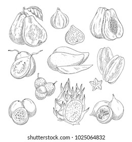 Exotic tropical fruits sketch icons. Vector isolated set of guava, figs or papaya and avocado, feijoa or carambola starfruit and lichee, mangosteen or pithaya dragon fuit and mango