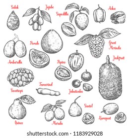 Exotic tropical fruits sketch. Vector isolated salak, jujube or sapodilla and ackee fruit with great morinda, jackfruit or pepino and jabuticaba or kumquat, tamarind and marula