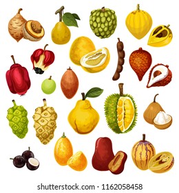 Exotic tropical fruits. Vector isolated tamarind, pepino and jackfruit or durian, salak with jujube or sapodilla and ackee apple, ambarella or jabuticaba and kumquat fruit