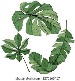 Exotic tropical hawaiian summer. Palm beach tree jungle botanical leaves. Green engraved ink art. Leaf plant botanical garden floral foliage. Isolated leaf illustration element.