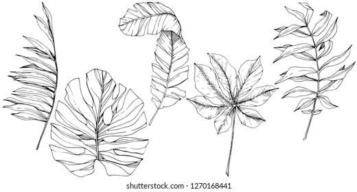 Exotic tropical hawaiian summer. Palm beach tree jungle botanical leaves. Black and white engraved ink art. Leaf plant botanical garden floral foliage. Isolated leaf illustration element.