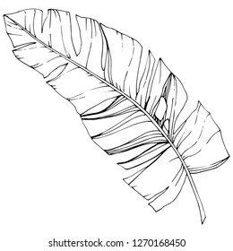 Exotic tropical hawaiian summer. Palm beach tree jungle botanical leaves. Black and white engraved ink art. Leaf plant botanical garden floral foliage. Isolated leaf illustration element.