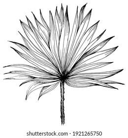 Exotic tropical hawaiian summer. Palm beach tree jungle botanical leaves. Black and white engraved ink art. Leaf plant botanical garden floral foliage. Isolated leaf illustration element.