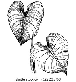 Exotic tropical hawaiian summer. Palm beach tree jungle botanical leaves. Black and white engraved ink art. Leaf plant botanical garden floral foliage. Isolated leaf illustration element.