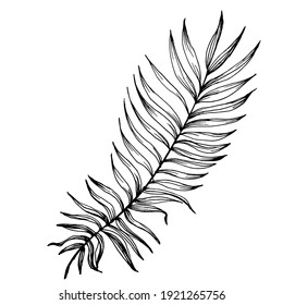 Exotic tropical hawaiian summer. Palm beach tree jungle botanical leaves. Black and white engraved ink art. Leaf plant botanical garden floral foliage. Isolated leaf illustration element.