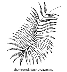 Exotic tropical hawaiian summer. Palm beach tree jungle botanical leaves. Black and white engraved ink art. Leaf plant botanical garden floral foliage. Isolated leaf illustration element.