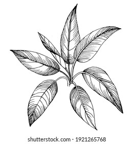 Exotic tropical hawaiian summer. Palm beach tree jungle botanical leaves. Black and white engraved ink art. Leaf plant botanical garden floral foliage. Isolated leaf illustration element.