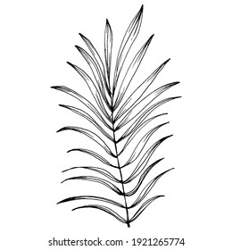 Exotic tropical hawaiian summer. Palm beach tree jungle botanical leaves. Black and white engraved ink art. Leaf plant botanical garden floral foliage. Isolated leaf illustration element.