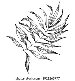 Exotic tropical hawaiian summer. Palm beach tree jungle botanical leaves. Black and white engraved ink art. Leaf plant botanical garden floral foliage. Isolated leaf illustration element.