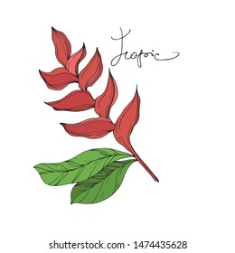 Exotic tropical hawaiian summer set, vector illustration 