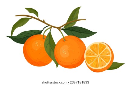 Exotic tropical juicy citrus fresh fruit, tangerine with leaves. Hand drawn abstract oranges for paper, cover, fabric, packaging. Vector illustration isolated on white background