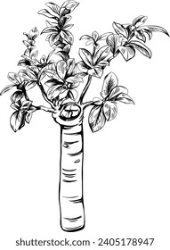 Exotic tropical leaf. Black and white engraved ink art. Isolated leaves illustration element on white background.