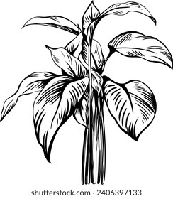 Hoja tropical exótica. Arte de tinta con grabado en blanco y negro. El aislado deja elementos ilustrativos sobre fondo blanco.