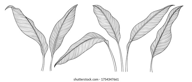 Exotic tropical leaf hand drawn vector. Botanical leaves black and white engraved ink art. Design for fabric, textile print, wrapping paper, fashion, interior design and cover. 