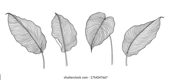 Exotic tropical leaf hand drawn vector. Botanical leaves black and white engraved ink art. Design for fabric, textile print, wrapping paper, fashion, interior design and cover. 