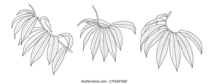 Exotic tropical leaf hand drawn vector. Botanical leaves black and white engraved ink art. Design for fabric, textile print, wrapping paper, fashion, interior design and cover. 