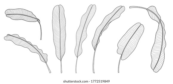 Vector de hoja tropical exótica dibujado a mano. Hojas botánicas, hojas de caña, hojas de plátano, arte de tinta con grabado en blanco y negro. Diseño para tela, impresión textil, papel envolvente.