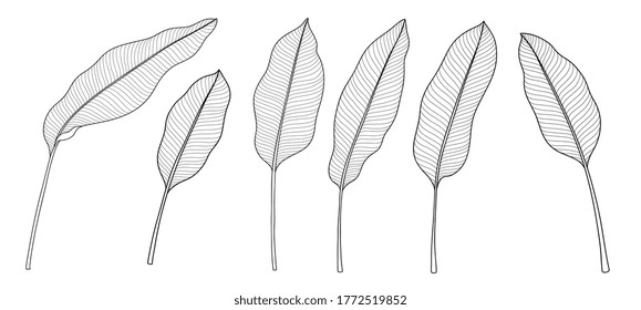 Exotic tropical leaf hand drawn vector. Botanical leaves, Canna leaves, banana leaf, black and white engraved ink art. Design for fabric, textile print, wrapping paper.