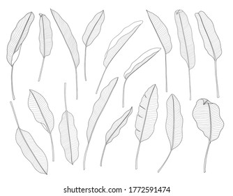 Exotic tropical leaf hand drawn vector. Botanical leaves, Canna leaves, banana leaf, black and white engraved ink art. Design for fabric, textile print and wrapping paper.