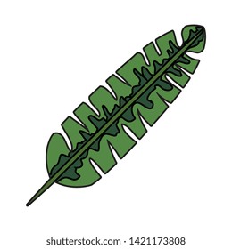 exotic and tropical leaf plant