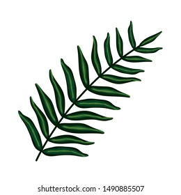 exotic and tropical leaf plant