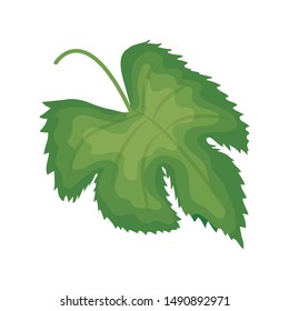 exotic and tropical leaf plant