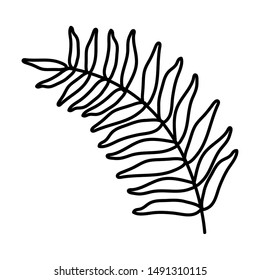 exotic and tropical leaf plant