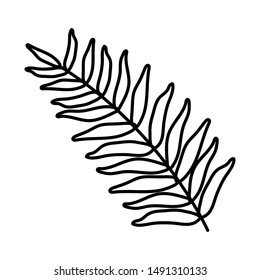 exotic and tropical leaf plant