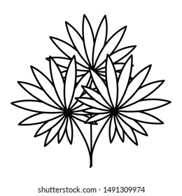 exotic and tropical leafs plant decoration