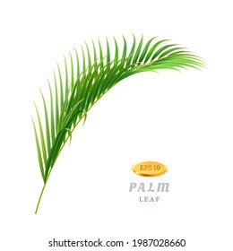 Exotic and tropical leaves and flowers, isolated flora of rainforests and jungles. Foliage and vegetation in warm climate, seaside or beaches. Hawaii theme plants. Realistic 3d cartoon vector
