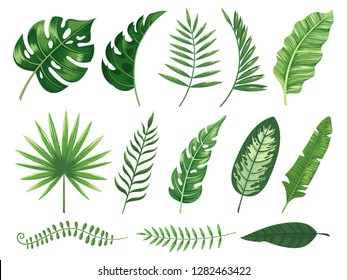 Exotic tropical leaves. Monstera plant leaf, banana plants and green tropics palm leaves. Jungle palms forest flora nature tropic leaves isolated vector illustration icons set