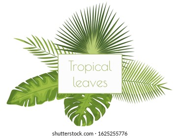 Exotic tropical leaves. monstera plant leaf, banana plants and green tropics palm leaves isolated set 