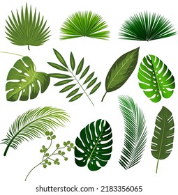 Exotic tropical leaves. Monstera plant leaf, banana plants and green tropics palm leaves. Jungle palms forest flora nature tropic leaves isolated vector illustration icons set