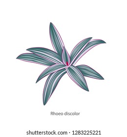 Exotic, tropical leaves  rhoeo isolated on a white pattern.