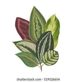 Exotic tropical leaves. Vintage botanical bouquet.
