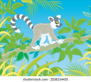 Exotic tropical Madagascar ring-tailed lemur walking in thickets of a rainforest, vector cartoon illustration isolated on a white background